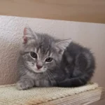 Kitten Magnolia Tierheim Schleswig