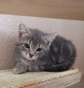 Kitten Magnolia Tierheim Schleswig