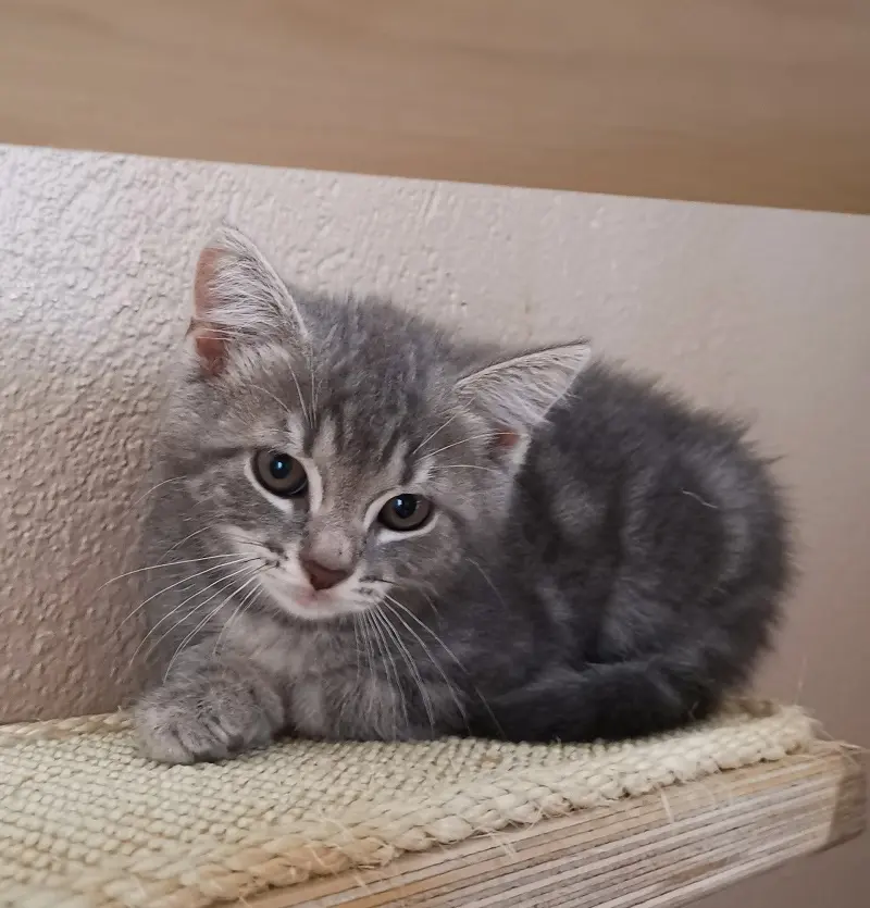 Kitten Magnolia Tierheim Schleswig