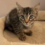 Kitten Merlin Tierheim Schleswig