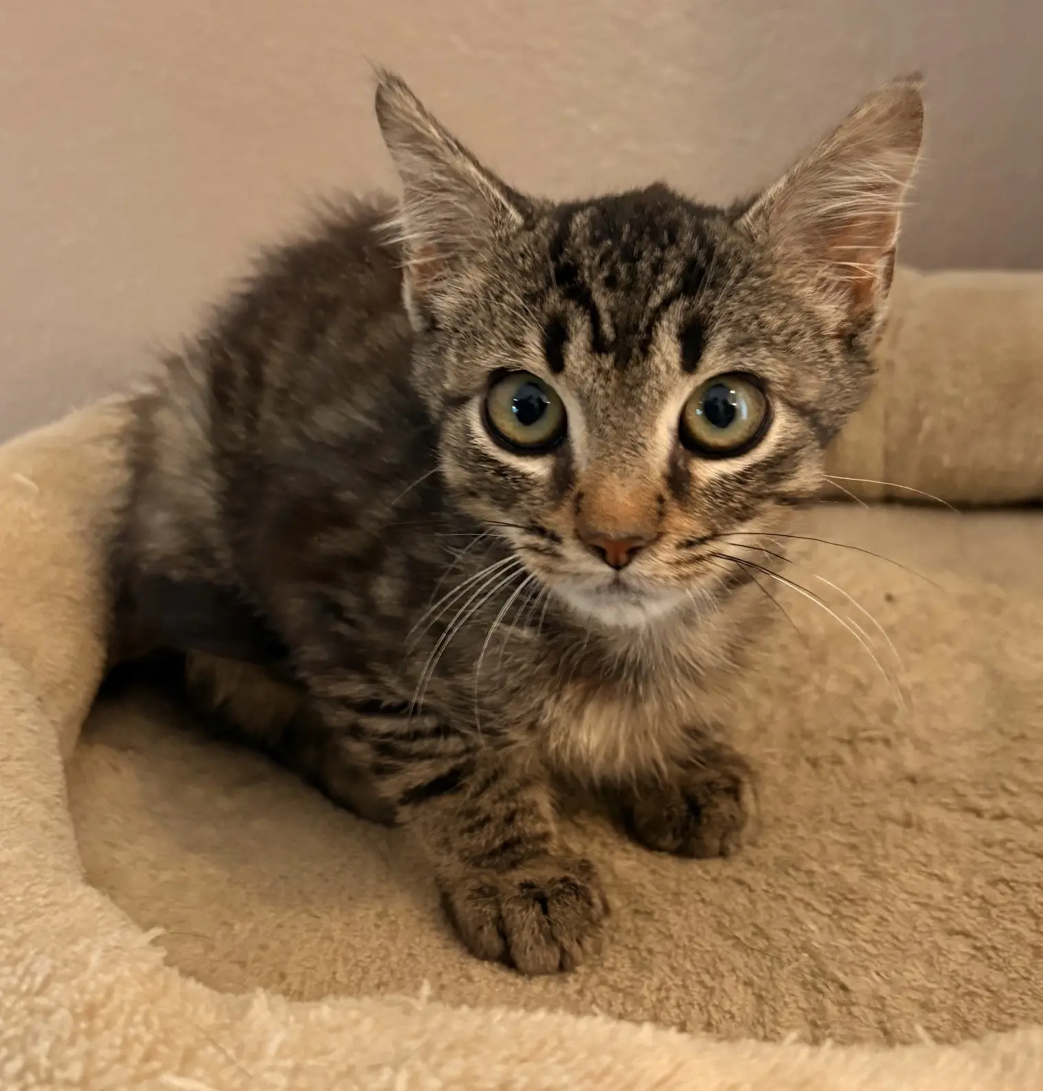 Kitten Merlin Tierheim Schleswig