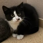 Kitten Nero Tierheim Schleswig
