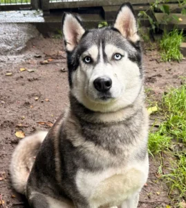 Husky Odina TIerheim Schleswig