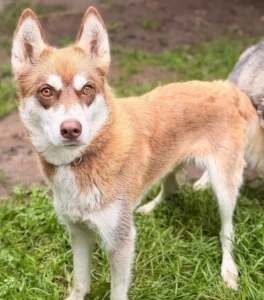 Husky Phönix Tierheim Schleswig