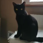 Katze Roswitha Tierheim Schleswig