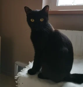 Katze Roswitha Tierheim Schleswig