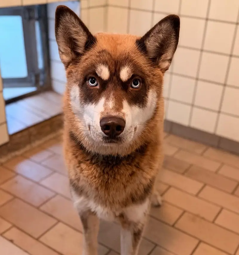 Husky Schoko Tierheim Schleswig