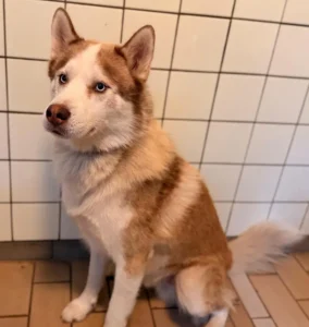 Husky Sky Tierheim Schleswig