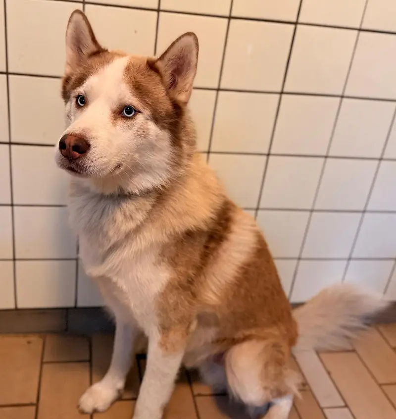 Husky Sky Tierheim Schleswig