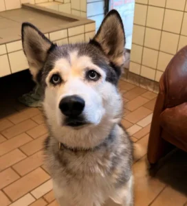 Husky Speedy Tierheim Schleswig