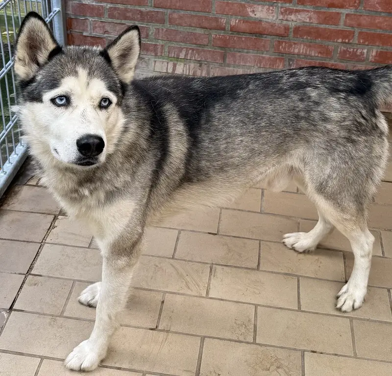 Husky Speedy Tierheim Schleswig