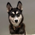 Husky Star Tierheim Schleswig