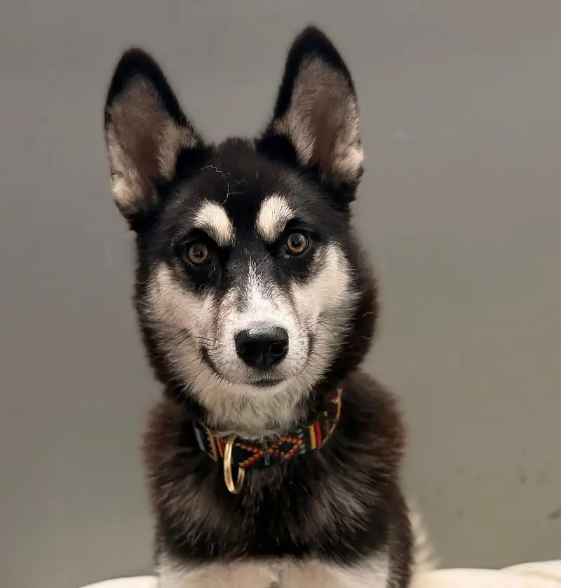 Husky Star Tierheim Schleswig