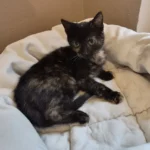 Kitten Sternchen Tierheim Schleswig