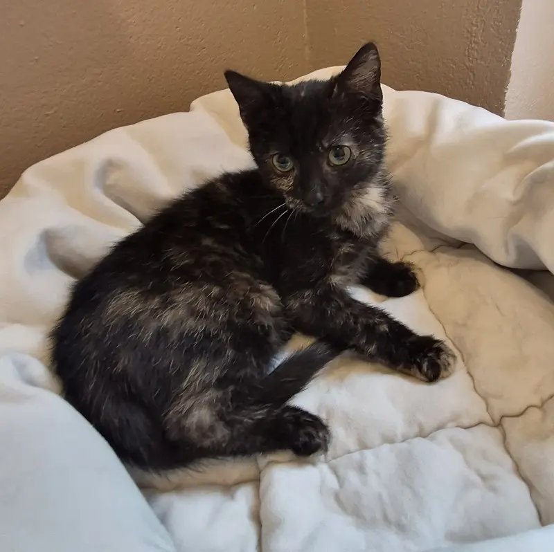 Kitten Sternchen Tierheim Schleswig