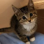 Kitten Sugar Tierheim Schleswig