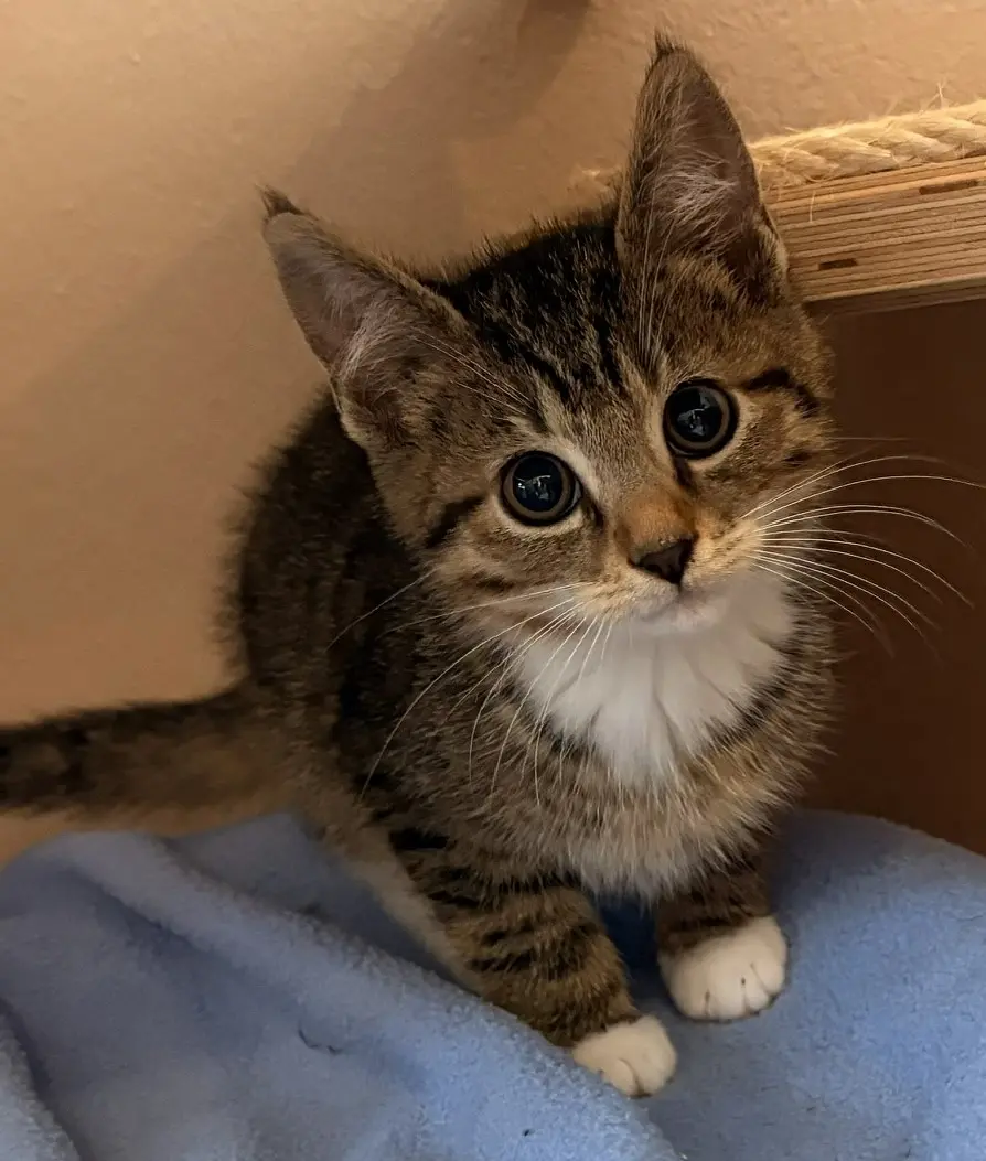 Kitten Sugar Tierheim Schleswig