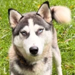 Husky Sunny Tierheim Schleswig