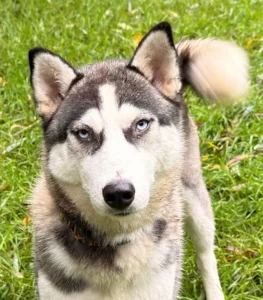Husky Sunny Tierheim Schleswig