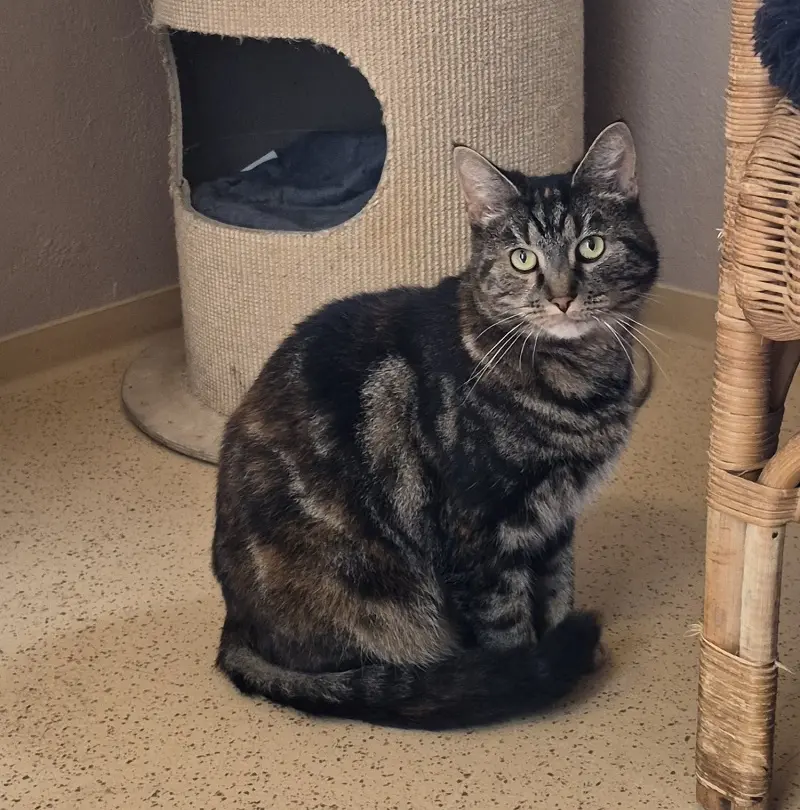 Katze Tasia Tierheim Schleswig