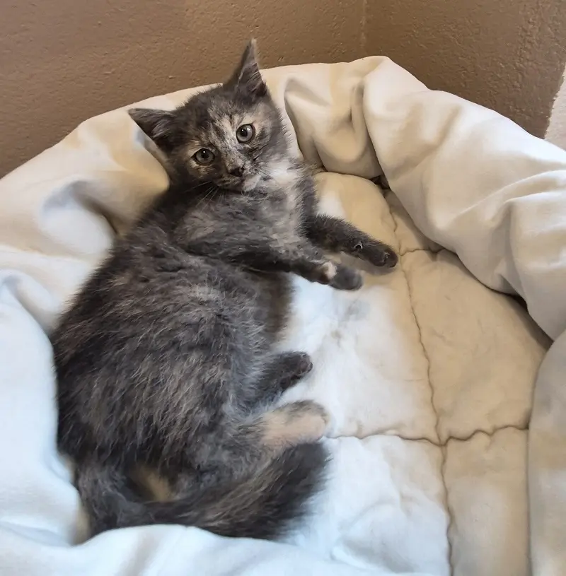 Kitten Wolke Tierheim Schleswig