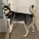 Husky Zausel Tierheim Schleswig