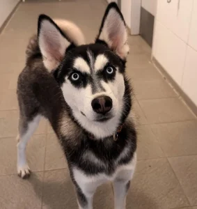 Husky Zausel Tierheim Schleswig