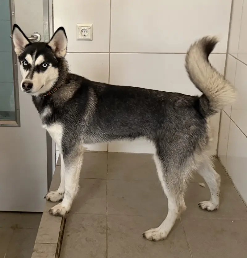 Husky Zausel Tierheim Schleswig