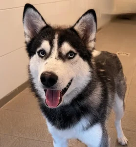 Husky Zeus Tierheim Schleswig