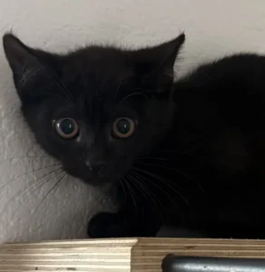 Kitten Akira Tierheim Schleswig