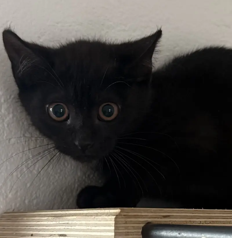 Kitten Akira Tierheim Schleswig
