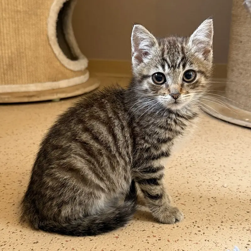 Kitten Alfie TIerheim Schleswig
