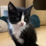 Kitten Butch Tierheim Schleswig
