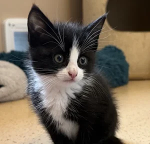 Kitten Butch Tierheim Schleswig