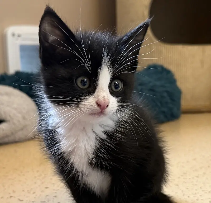 Kitten Butch Tierheim Schleswig