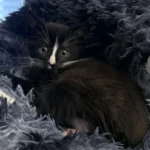 Kitten Carlo Tierheim Schleswig