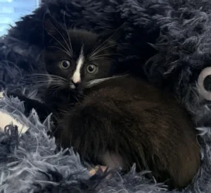 Kitten Carlo Tierheim Schleswig