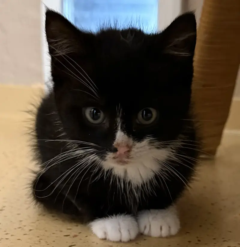 Kitten Cosmo Tierheim Schleswig