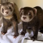 Frettchen Tierheim Schleswig