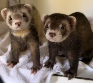 Frettchen Tierheim Schleswig