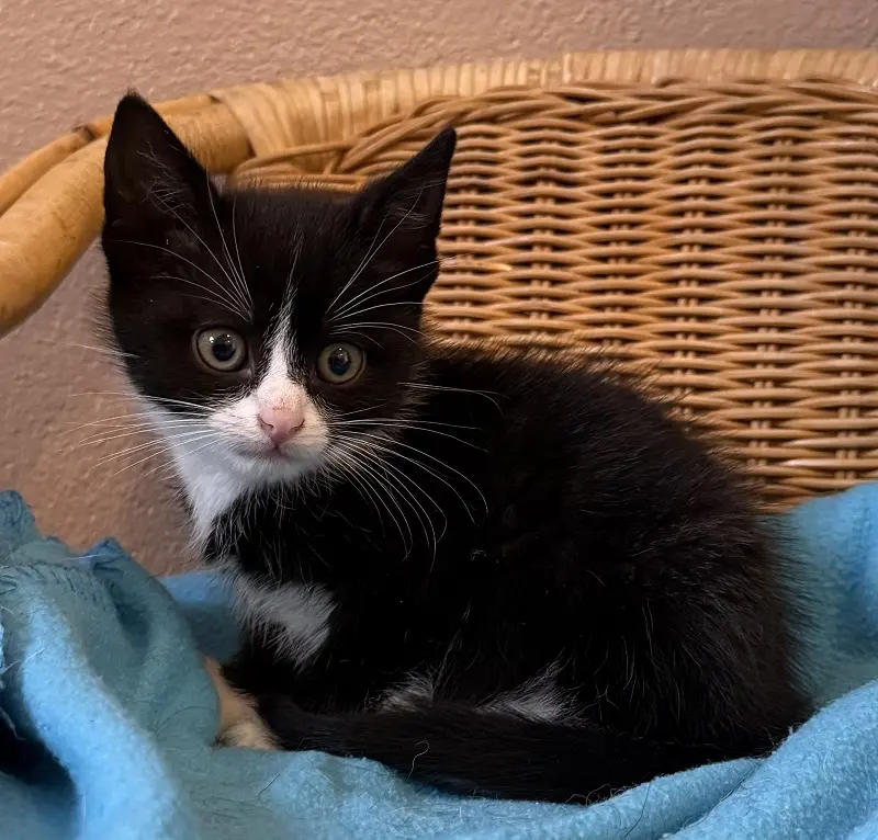 Kitten Elton Tierheim Schleswig