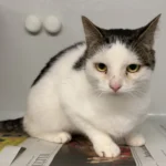 Fundkatze Bünsdorf Tierheim Schleswig