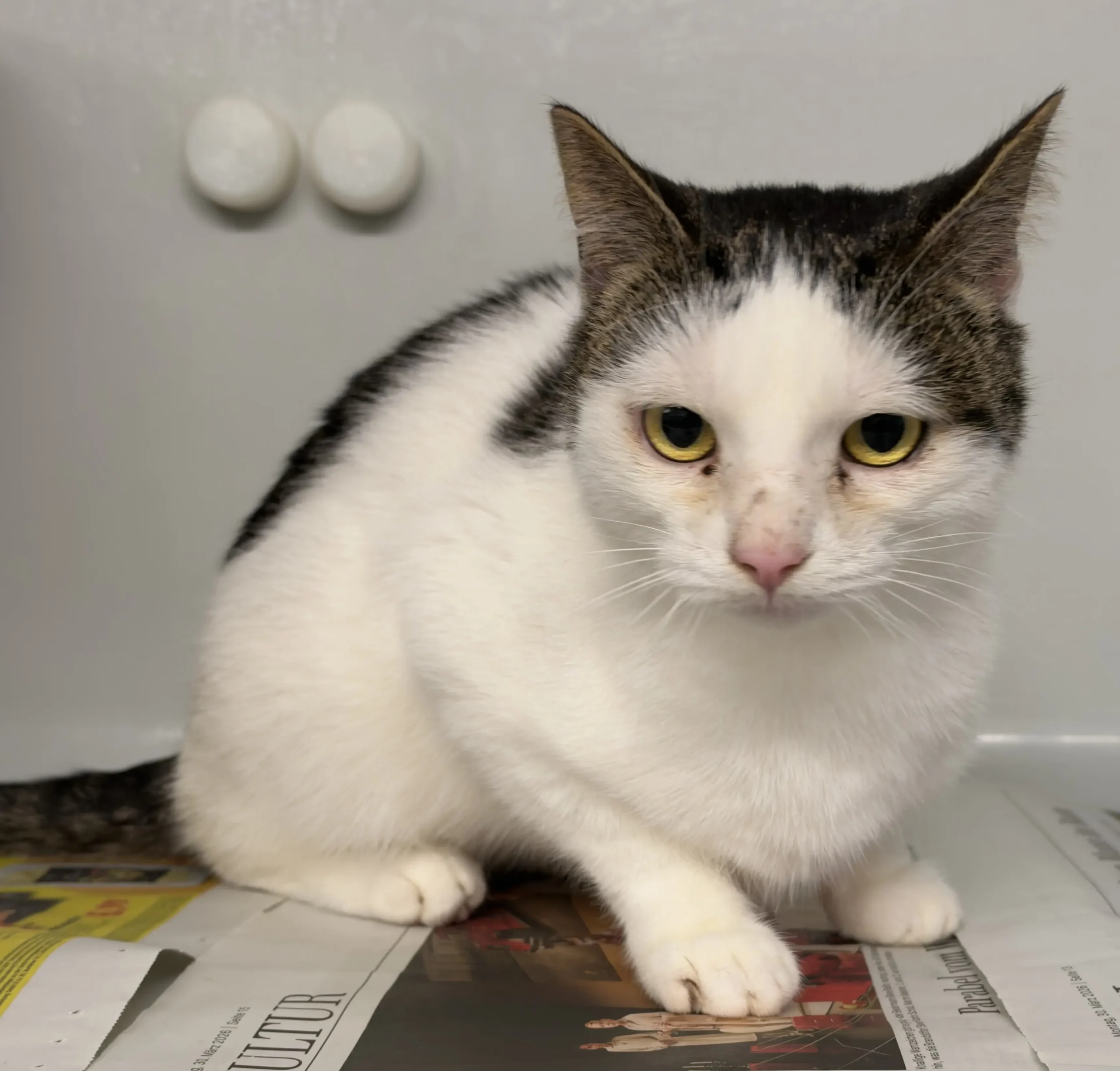 Fundkatze Bünsdorf Tierheim Schleswig