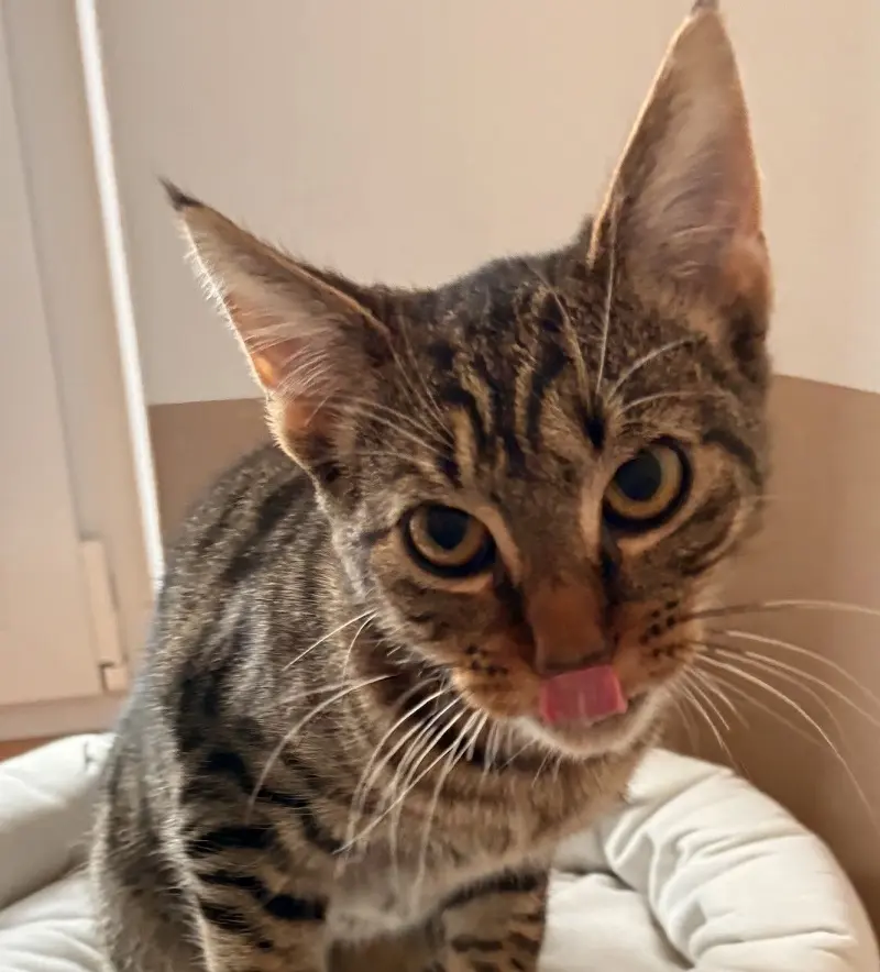 Kater Ferdi Tierheim Schleswig