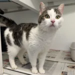 Fundkatze Borgwedel Tierheim Schleswig