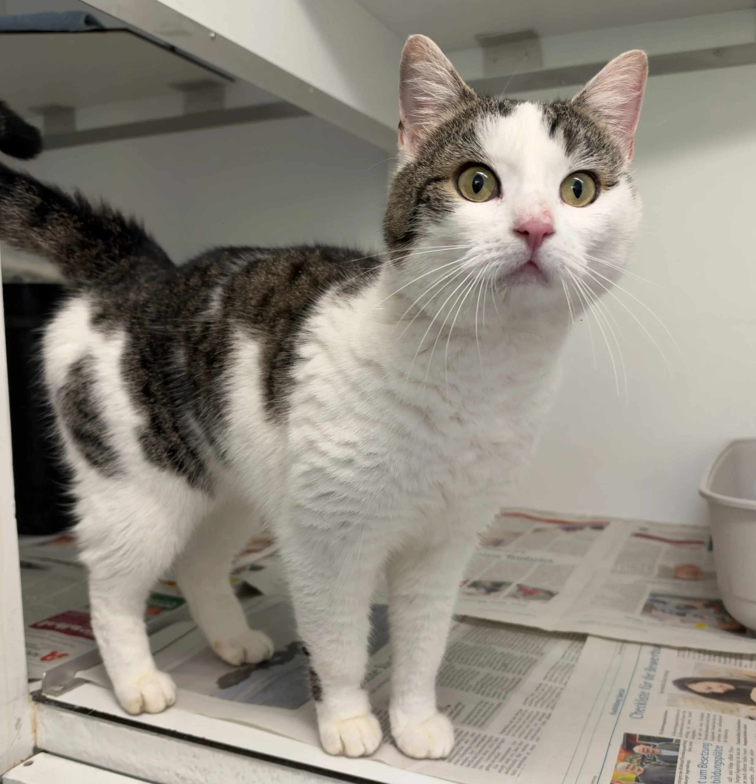 Fundkatze Borgwedel Tierheim Schleswig