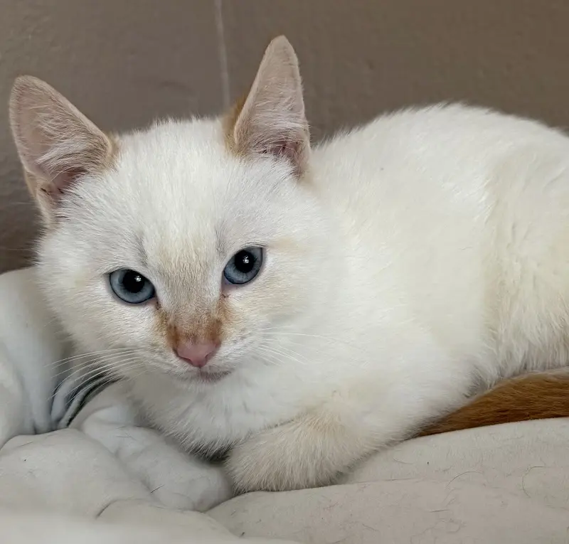 Kitten Fred Tierheim Schleswig