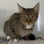 Fundkater Kropp Tierheim Schleswig