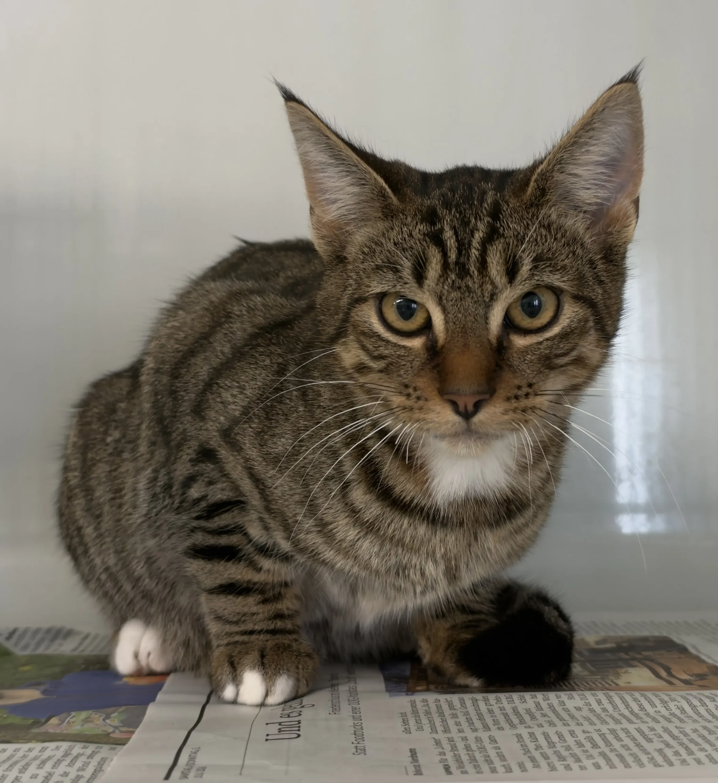 Fundkater Kropp Tierheim Schleswig