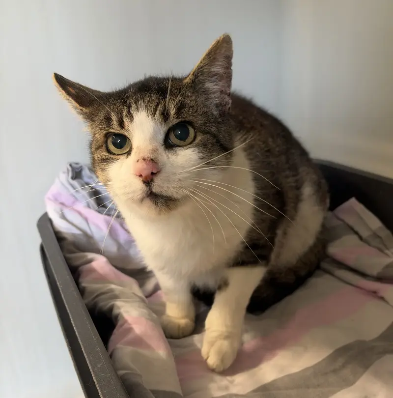 Fundkater Gammelund Tierheim Schleswig